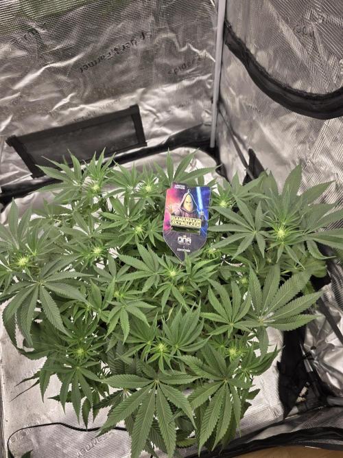 Bananakin Skywalker. Week 11