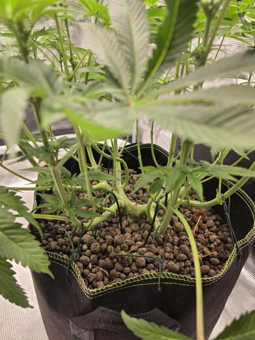 Bananakin Skywalker. Week 11