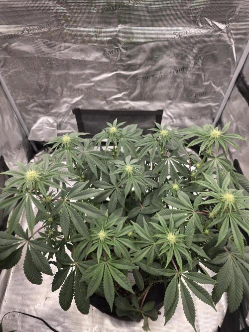 Zooapy   T.H Seeds ×Zamnesia. Week 11