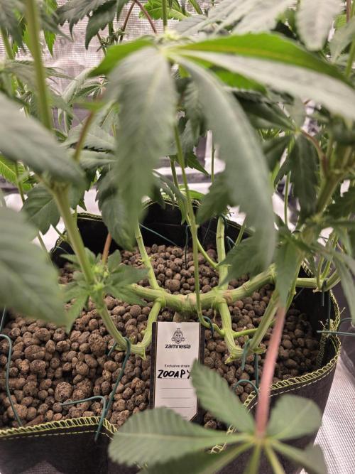 Zooapy   T.H Seeds ×Zamnesia. Week 11