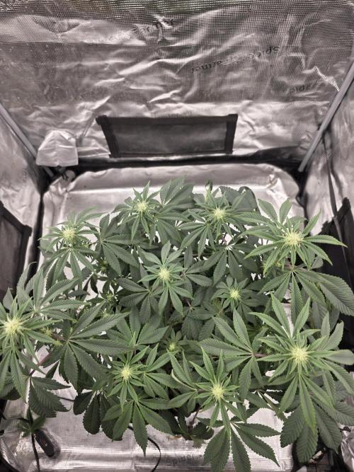 Zooapy   T.H Seeds ×Zamnesia. Week 11