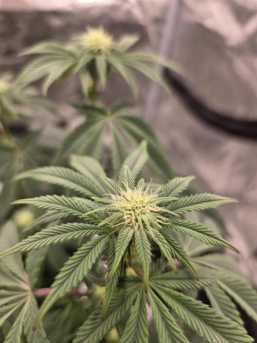 Zooapy   T.H Seeds ×Zamnesia. Week 11