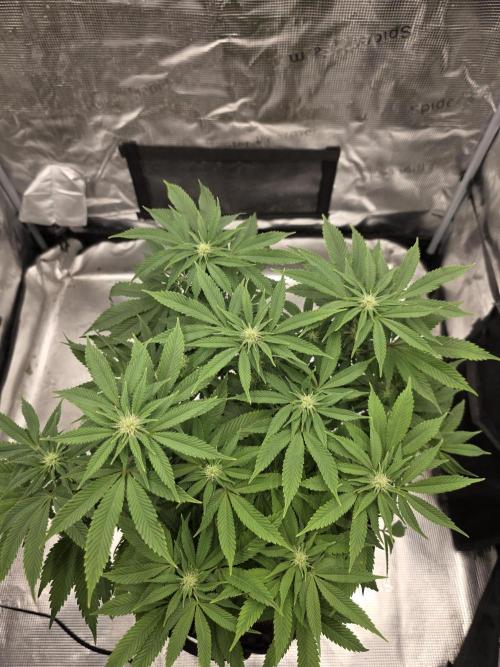 Nectar Drip Nr.2. Week 14