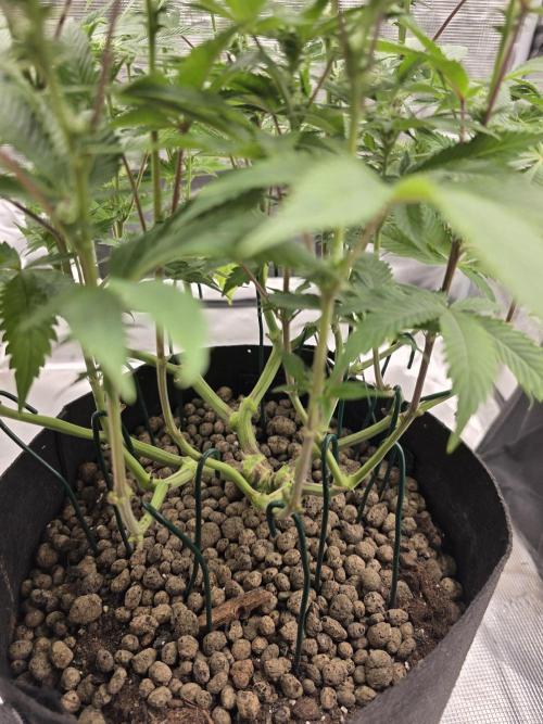 Nectar Drip Nr.2. Week 14