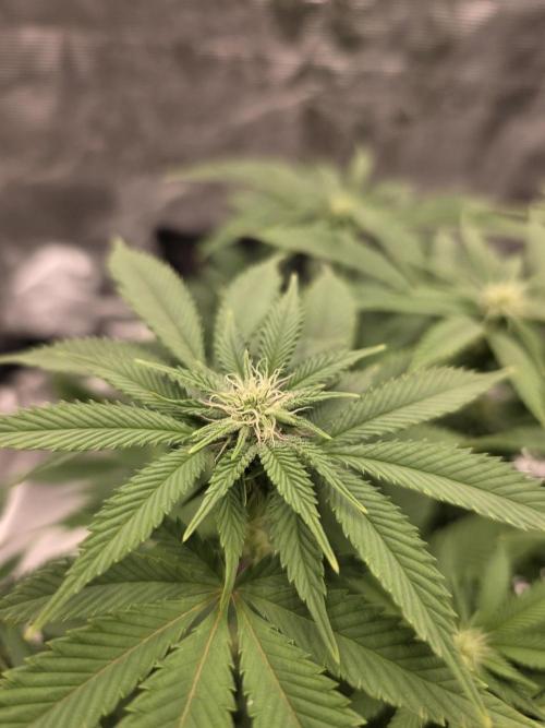 Nectar Drip Nr.2. Week 14