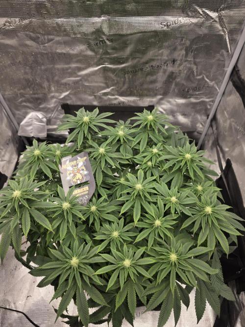 Nectar Drip. Week 11