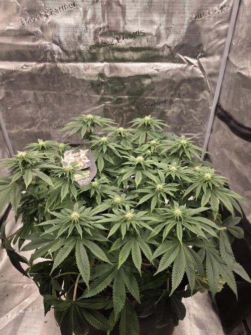 Nectar Drip. Week 11