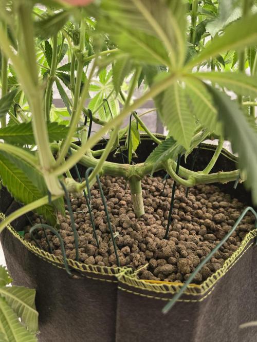 Nectar Drip. Week 11