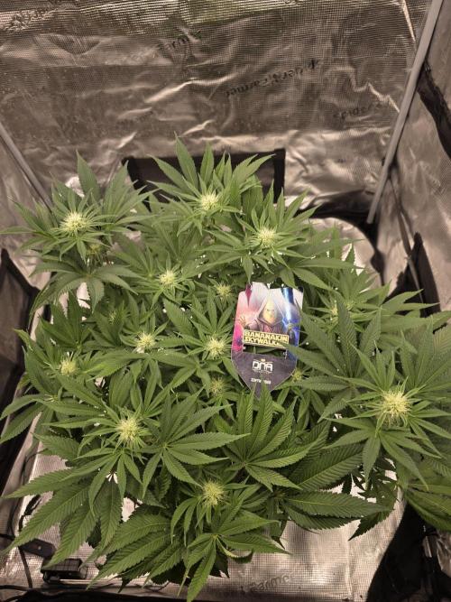 Bananakin Skywalker. Week 12