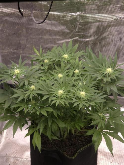 Bananakin Skywalker. Week 12