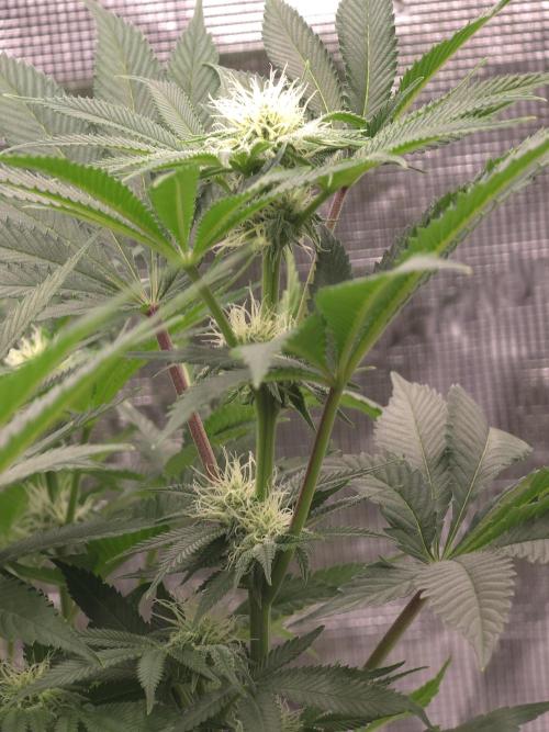 Bananakin Skywalker. Week 12