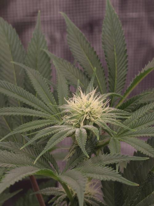 Bananakin Skywalker. Week 12