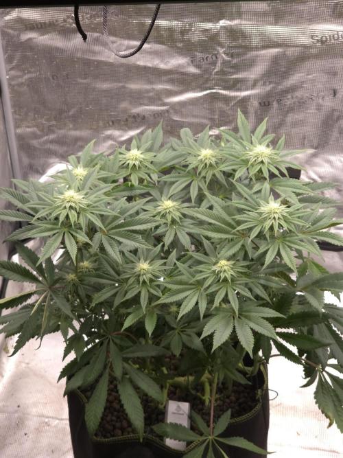 Zooapy T.H Seeds ×Zamnesia. Week 12