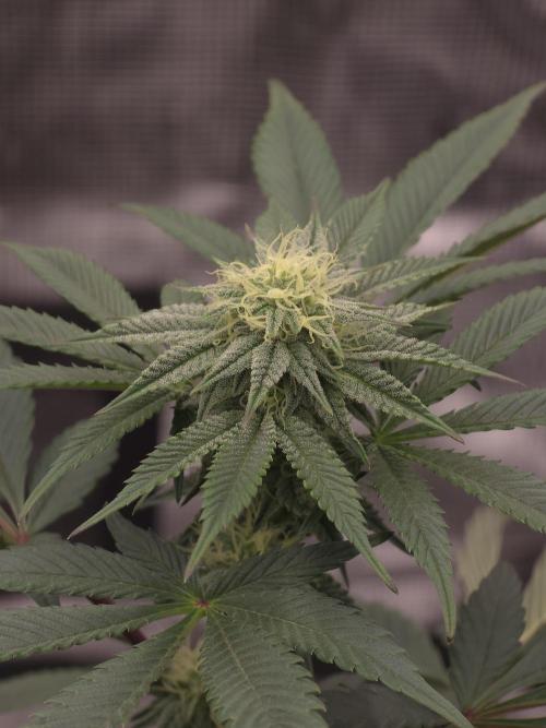 Zooapy T.H Seeds ×Zamnesia. Week 12