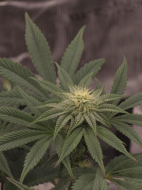 Zooapy T.H Seeds ×Zamnesia. Week 12