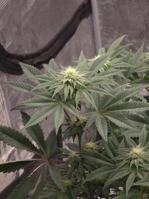 Zooapy T.H Seeds ×Zamnesia. Week 12