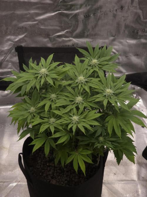 Nectar Drip Nr.2. Week 15