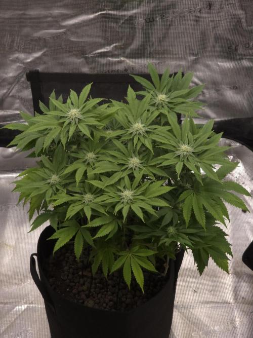 Nectar Drip Nr.2. Week 15