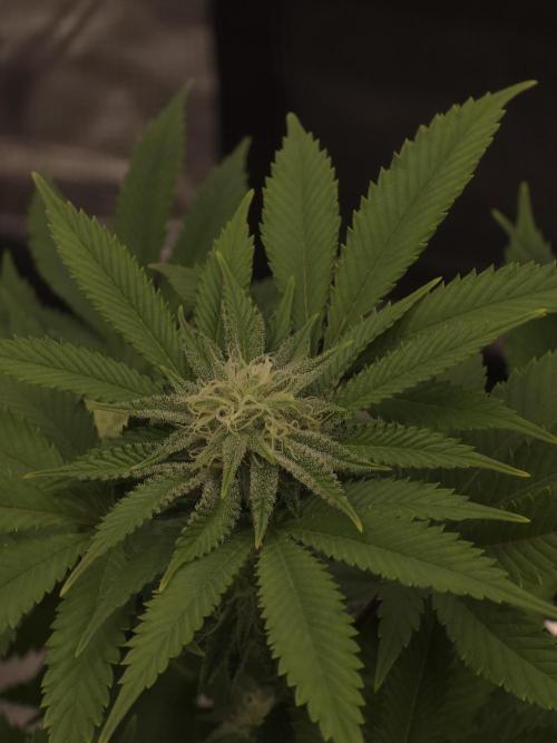 Nectar Drip Nr.2. Week 15