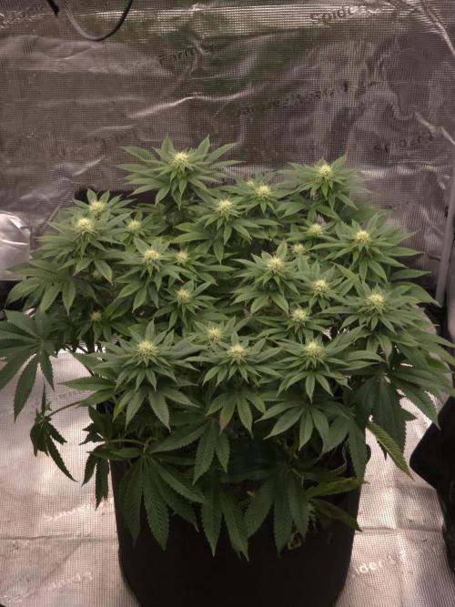 Nectar Drip. Week 12