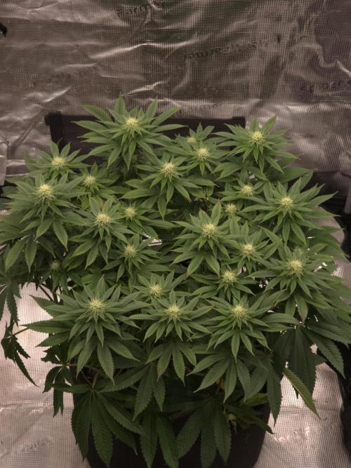 Nectar Drip. Week 12