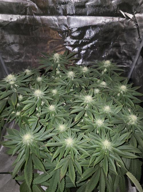 Nectar Drip. Week 12