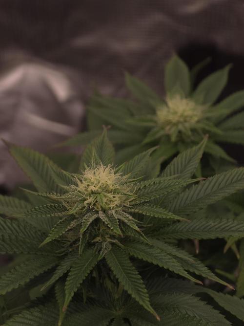 Nectar Drip. Week 12