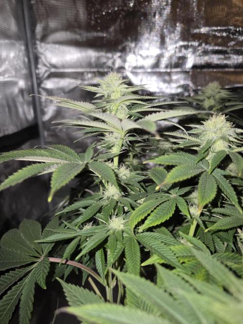 Nectar Drip. Week 12