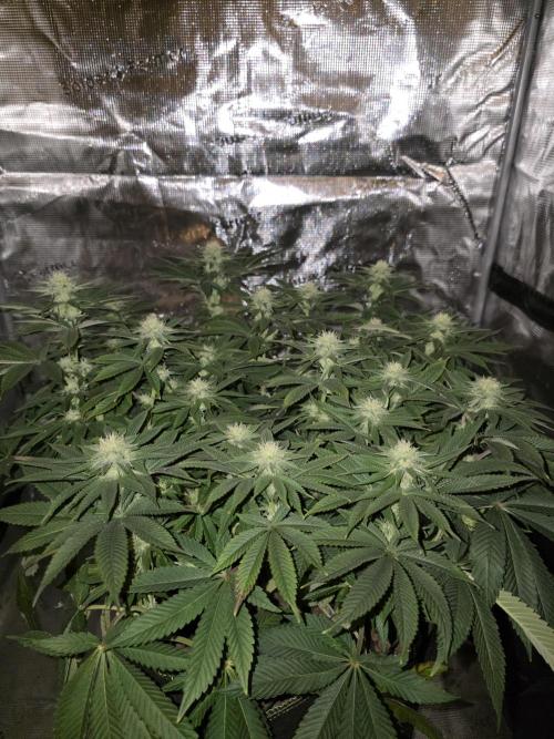 Nectar Drip. Week 12