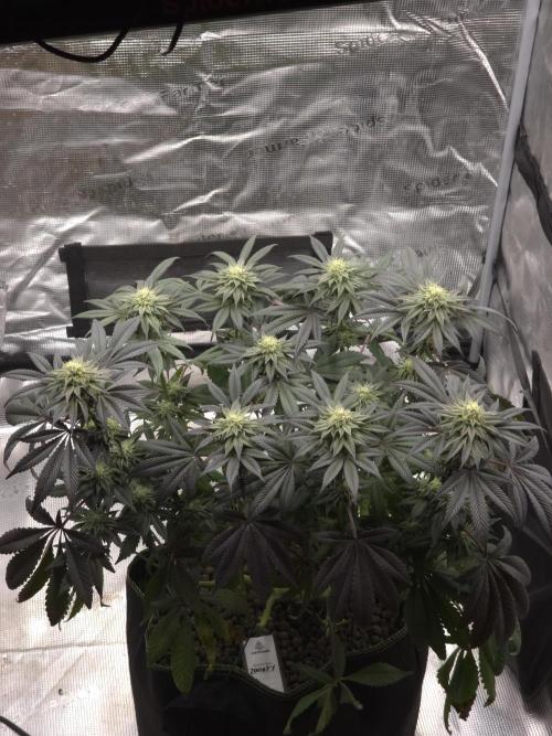 Zooapy   T.H Seeds ×Zamnesia. Week 13