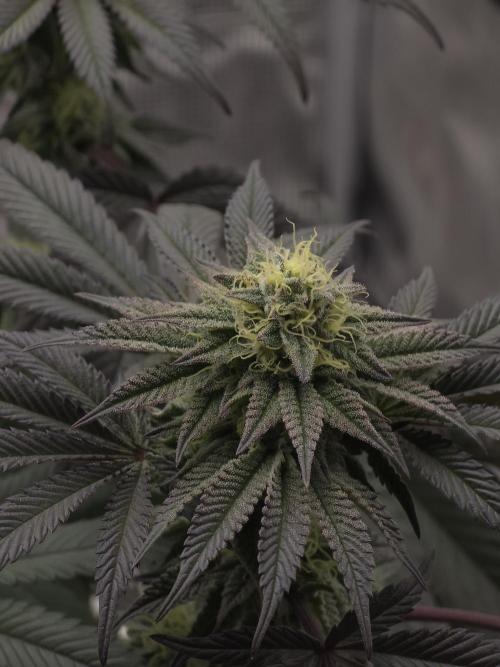 Zooapy   T.H Seeds ×Zamnesia. Week 13