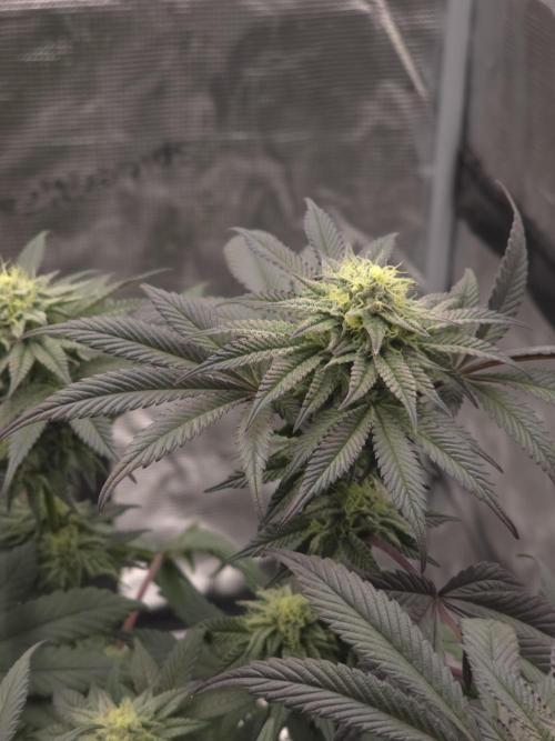 Zooapy   T.H Seeds ×Zamnesia. Week 13