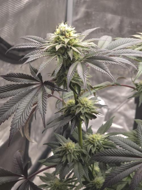 Zooapy   T.H Seeds ×Zamnesia. Week 13