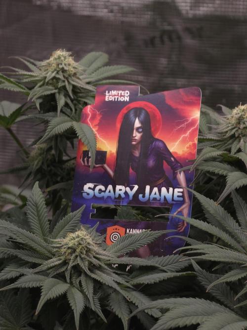 Scary Jane. Week 13