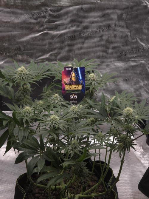 Bananakin Skywalker. Week 13