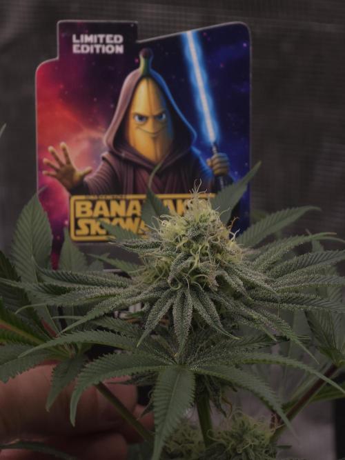 Bananakin Skywalker. Week 13