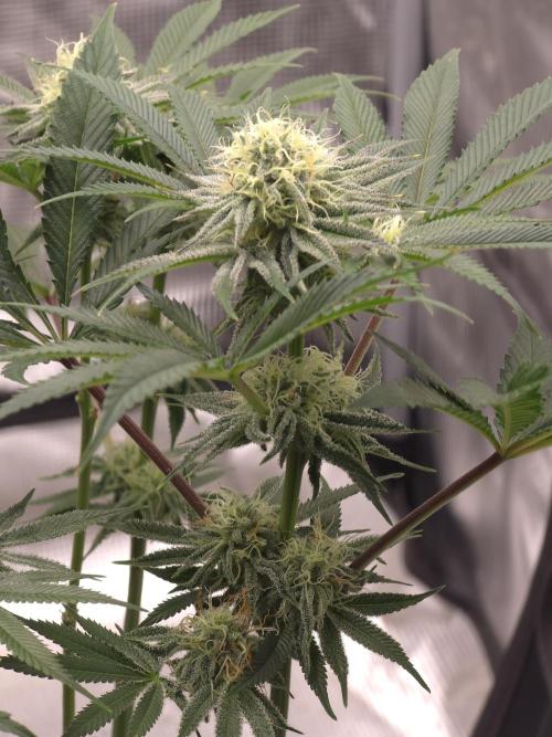 Bananakin Skywalker. Week 13