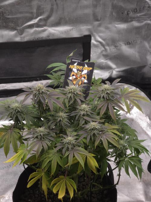 Nectar Drip Nr.2. Week 16