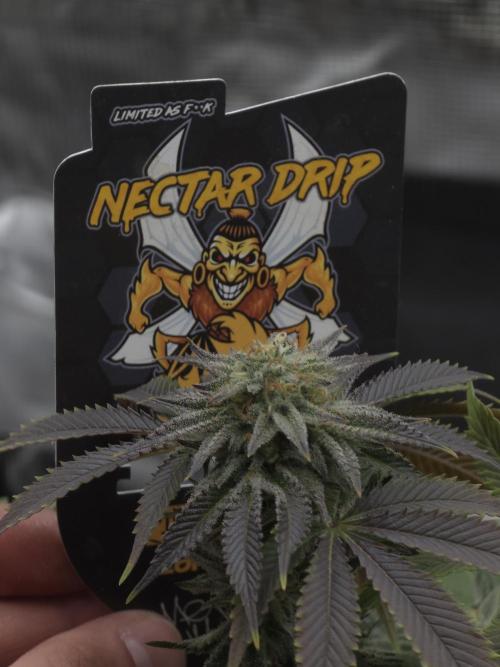 Nectar Drip Nr.2. Week 16