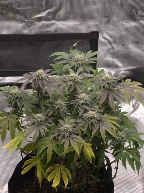 Nectar Drip Nr.2. Week 16