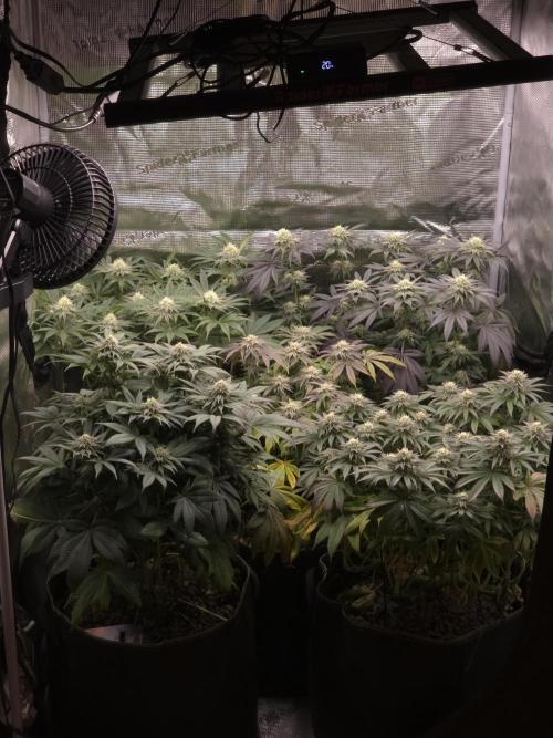 Nectar Drip Nr.2. Week 16