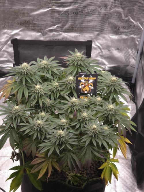 Nectar Drip. Week 13