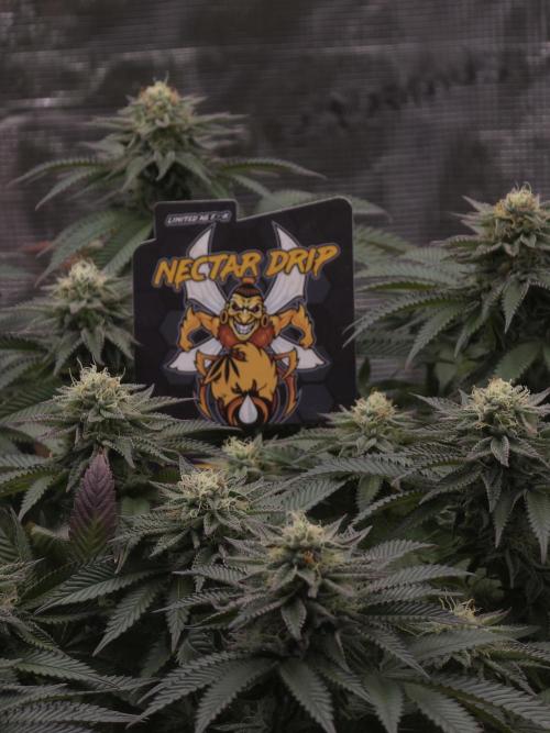 Nectar Drip. Week 13