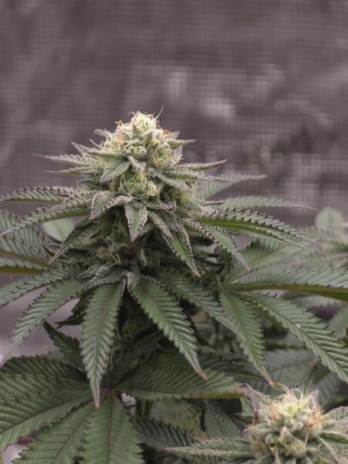 Nectar Drip. Week 13