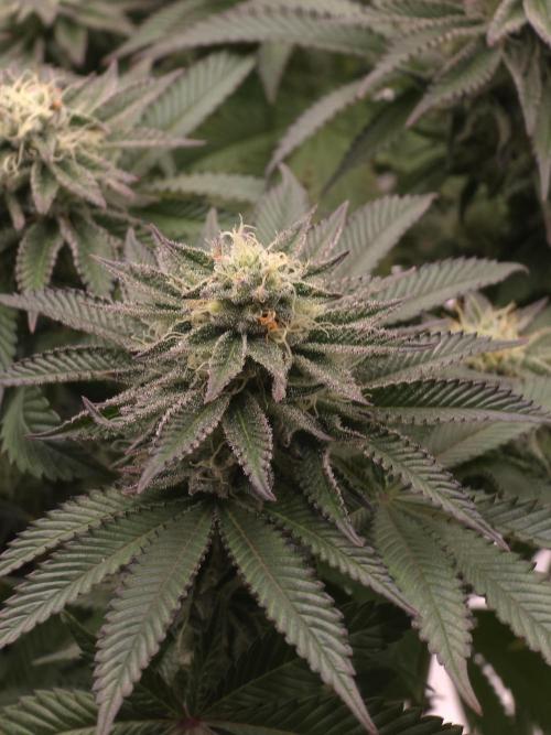 Nectar Drip. Week 13