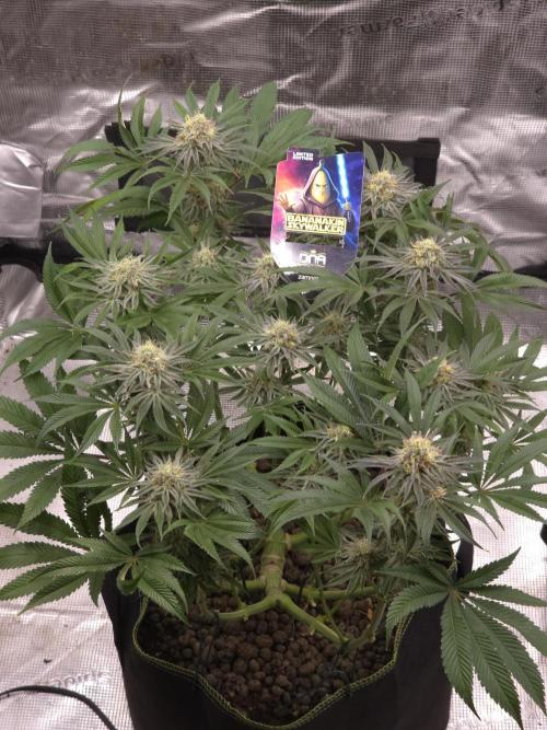 Bananakin Skywalker. Week 14