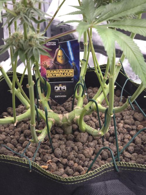 Bananakin Skywalker. Week 14