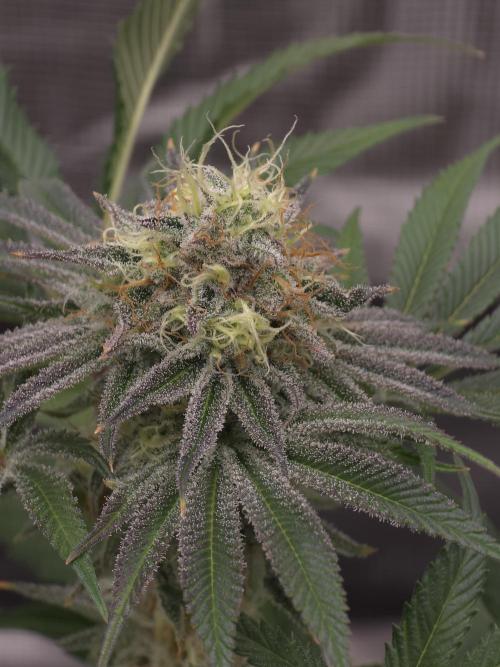 Bananakin Skywalker. Week 14