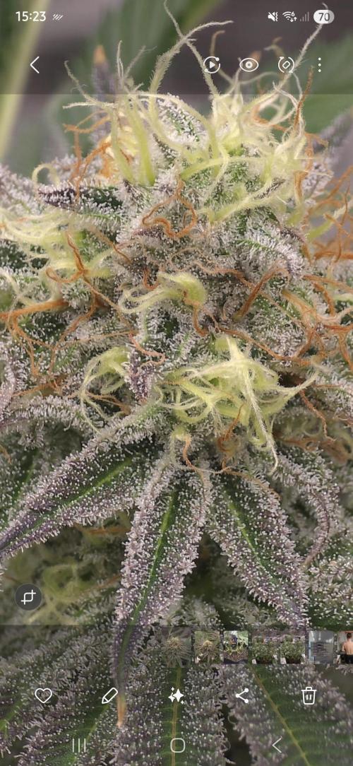 Bananakin Skywalker. Week 14