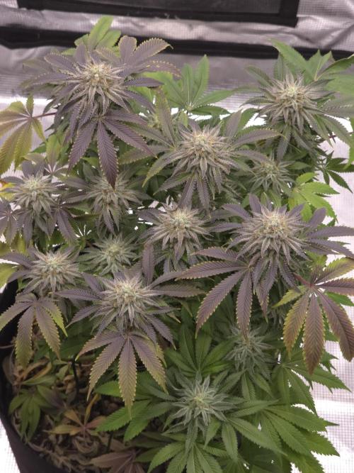 Nectar Drip Nr.2. Week 17